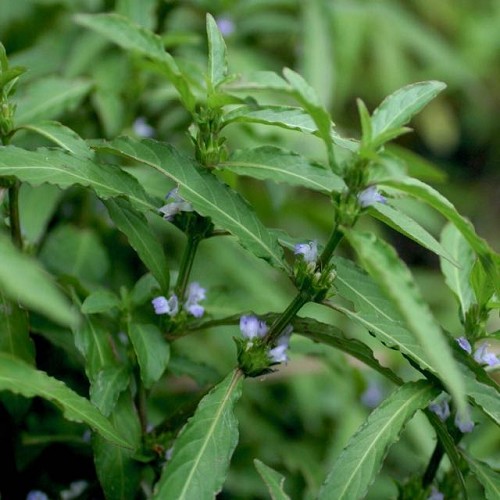 Hygrophila salicifolia en pot